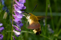 Hemaris fuciformis-4520- Salvezines - 24/05/26