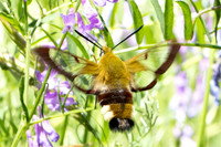Hemaris fuciformis-4529- Salvezines - 24/05/26