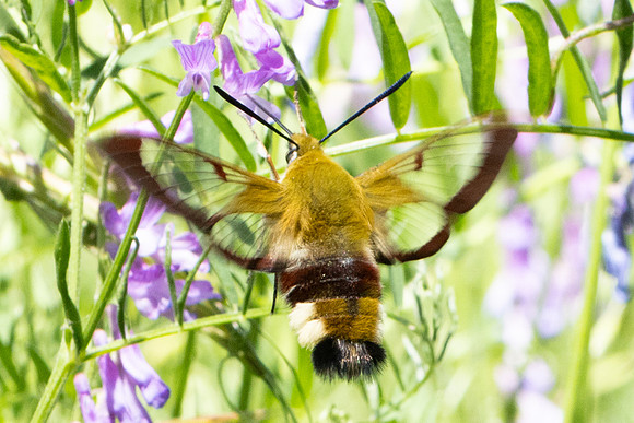 Hemaris fuciformis-4529- Salvezines - 24/05/26