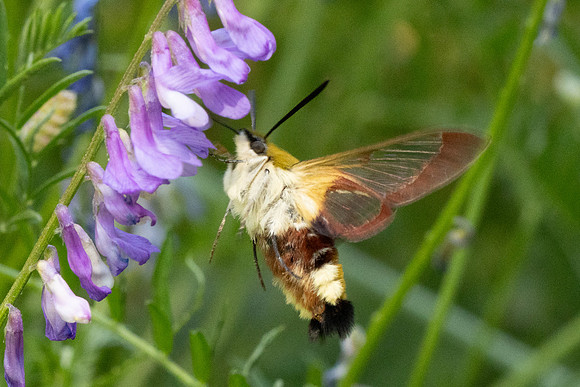 Hemaris fuciformis-4521- Salvezines - 24/05/26