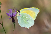 Gonepteryx cleopatra - Citron de provence - Cleopatra