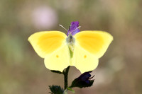 Gonepteryx cleopatra-4839 - Castelnau de Guers - 26/05/26