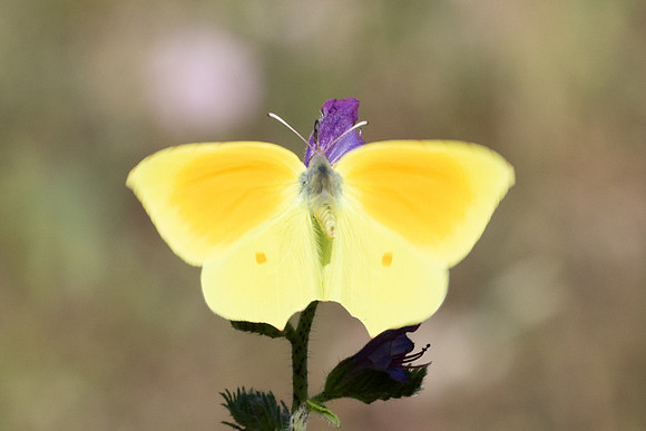 Gonepteryx cleopatra-4839 - Castelnau de Guers - 26/05/26