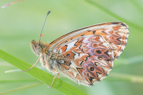 Boloria titania-2477 - Argentière la bessée - 3/07/21