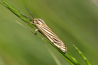 Spiris striata-4784 - Castelnau de Guers - 25/05/26