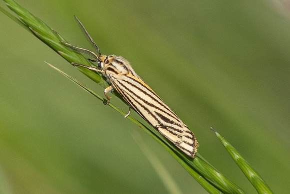 Spiris striata-4784 - Castelnau de Guers - 25/05/26