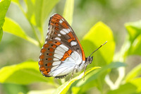 Limenitis reducta-4231- Salvezines - 24/05/26