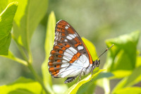 Limenitis reducta-4222 - Salvezines - 24/05/26