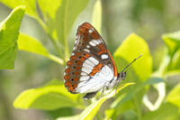 Limenitis reducta-4233- Salvezines - 24/05/26