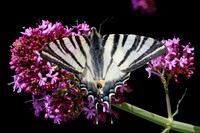 Iphiclides podalirius-8700 - Castelnau   de Guers - 21/04/26