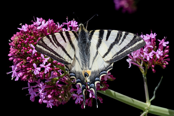 Iphiclides podalirius-8700 - Castelnau   de Guers - 21/04/26