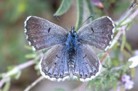 Pseudophilotes baton - Baton Blue - Azuré de la sarriette