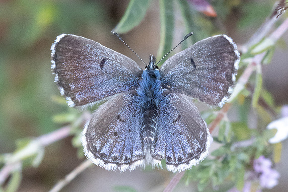 Pseudophilotes baton ♀-0845 - Artigues - 7/05/26
