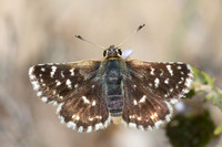 Spialia sertorius-1096