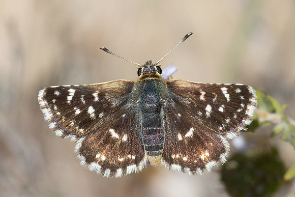 Spialia sertorius-1096