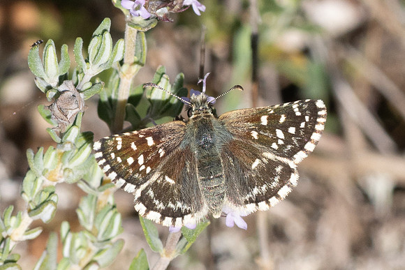 Spialia sertorius-1339