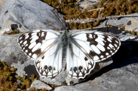 Melanargia ociitanica-0585 - Artigues 7/05/26