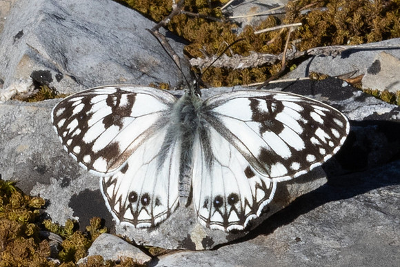 Melanargia ociitanica-0585 - Artigues 7/05/26