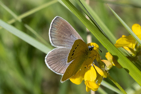 Glaucopsyche alexis ♀-0301 - Le Beausset - 6/05/26
