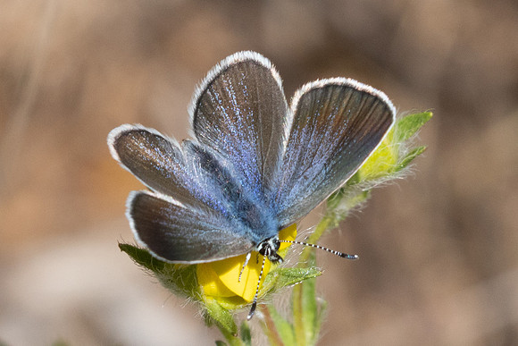 Glaucopsyche alexis-9502 - Le Beausset - 5/05/26