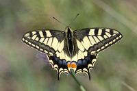 Papilio machaon - Machaon - Swallowtail
