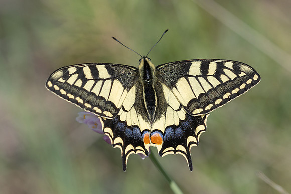 Papilio machaon-8665 - Castelnau de Guers - 21/04/26