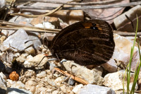 Erebia triarius-3939 - Salvezines - 24/05/26