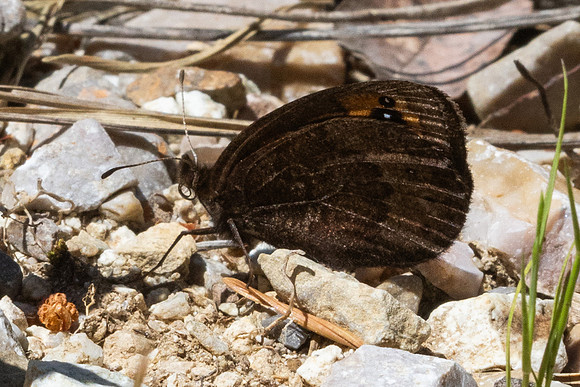 Erebia triarius-3939 - Salvezines - 24/05/26