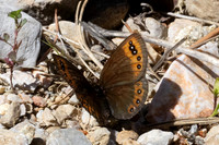 Erebia triarius-3941 - Salvezines - 24/05/26