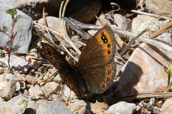 Erebia triarius-3941 - Salvezines - 24/05/26