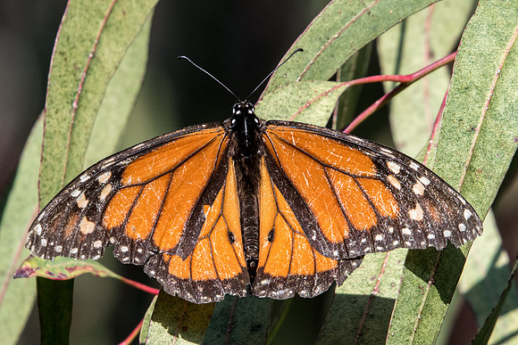 Danaus plexippus-8618