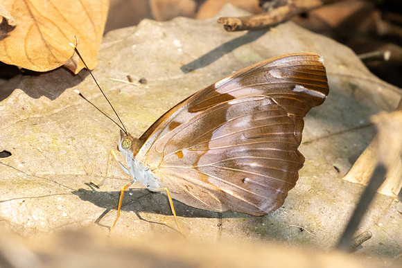 Herona marathus-1225 - Chiang Dao - 17/03/25