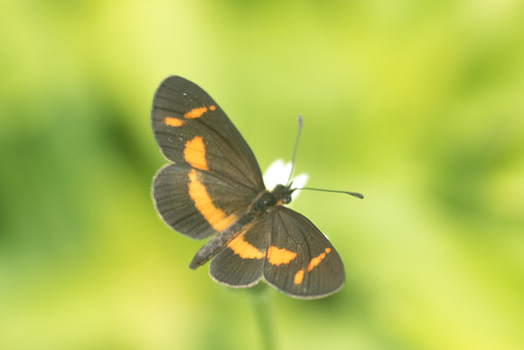 Microtia elva-1351