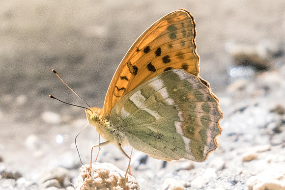 Argynnis paphia-5473 - Fontainebleau - 24/06/20