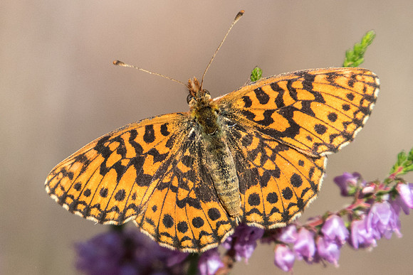 Boloria dia-7541 - Fontainebleau - 27/08/22