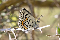 Scolitantides orion-2730