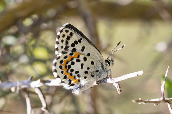 Scolitantides orion-2730