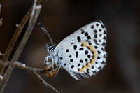 Scolitantides orion-3065
