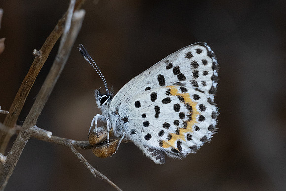Scolitantides orion-3065