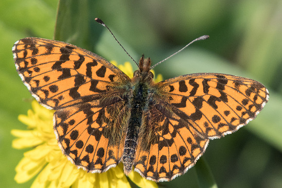 Boloria dia -4158 - Digne les bains - 19/04/19