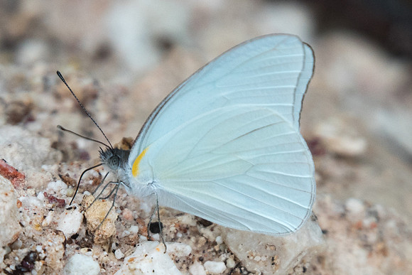 Glutophrissa drusilla-0894