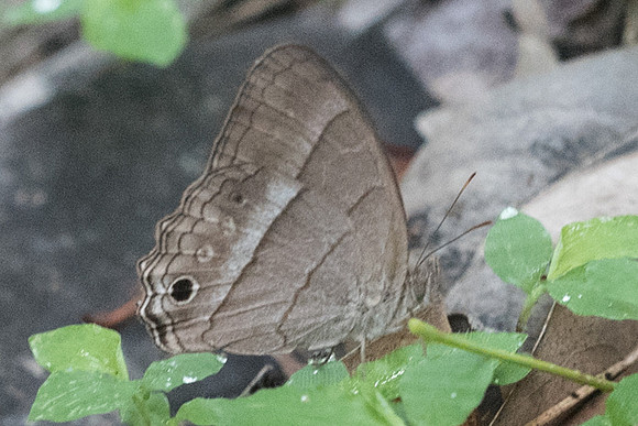 Cissia similis-1219