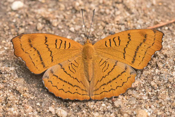 Pseudergolis wedah wedah-3354 - Chiang Dao - 12/03/23