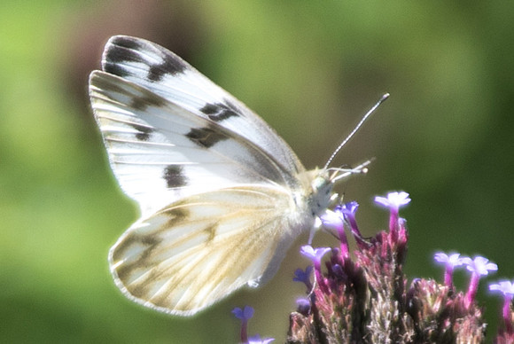 Pontia protodice-5990