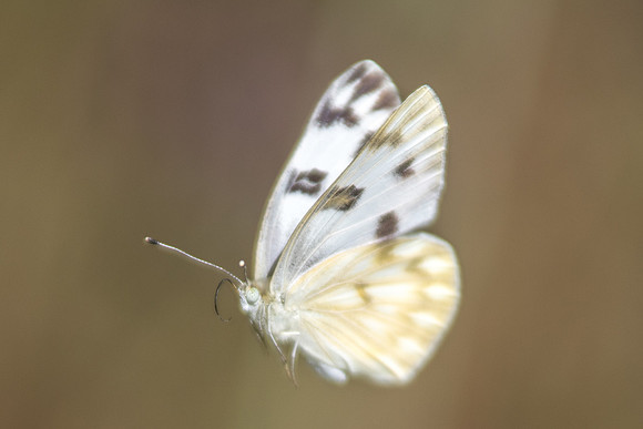 Pontia protodice-6015