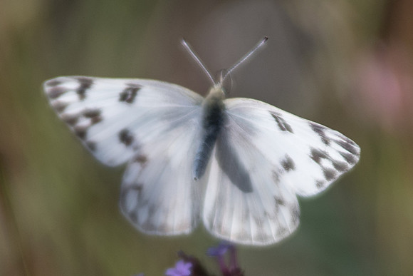 Pontia protodice-5986