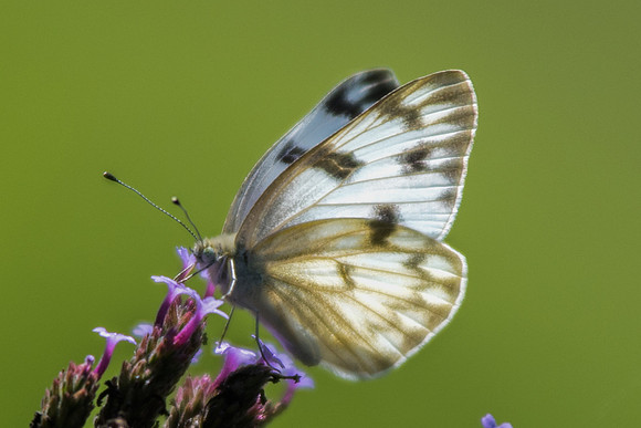 Pontia protodice-6004