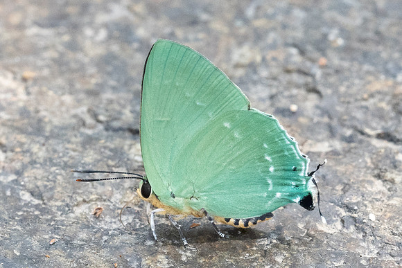 Artipe eryx-6188 - Doi-Suthep - 26/03/24