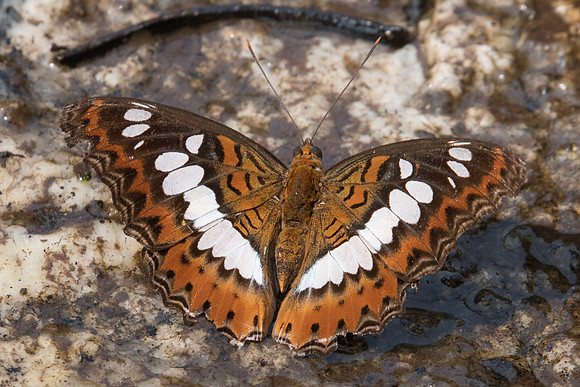 Moduza procris-2763 - Doi-Suthep 8/03/23