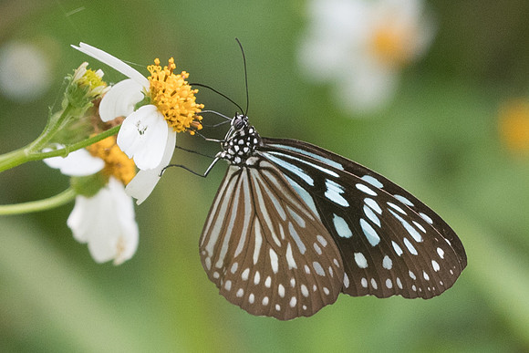 Ideopsis similis-8326- Koh samui -  16/03/23